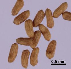 Hypericum involutum seeds with longitudinal ribs.
 © Landcare Research 2010 